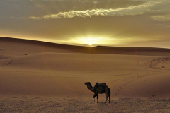 Marokko: Man in Erg Chebbi Woestijn